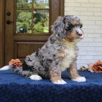 Duke, a male Bernedoodle for sale in Narvon, PA – 1 of 8