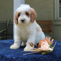 Dixon, a male Goldendoodle for sale in Narvon, PA – 2 of 7