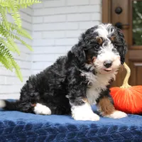 Panda, a male Miniature Bernedoodle for sale in Narvon, PA – 8 of 10