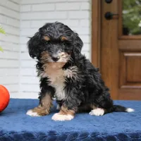 Phoebe, a female Miniature Bernedoodle for sale in Narvon, PA – 2 of 6