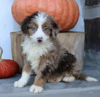 Bella , a female Miniature Bernedoodle for sale in Narvon, PA – 5 of 5