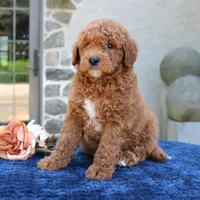 Denver, a male Goldendoodle for sale in Narvon, PA – 2 of 6