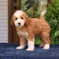 Jada, a female Cavapoo for sale in Narvon, PA – 5 of 7