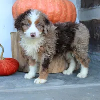 Bella, a female Miniature Bernedoodle for sale in Narvon, PA – 3 of 5