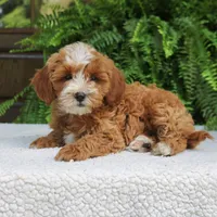 Jalena, a female Cavapoo for sale in Narvon, PA – 4 of 7