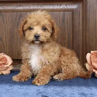 Sadie mini micro, a female Miniature Goldendoodle for sale in Narvon, PA – Photo 1 of 3