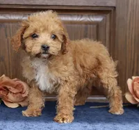 Sadie mini micro, a female Miniature Goldendoodle for sale in Narvon, PA – Photo 2 of 3