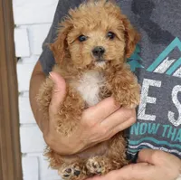 Sadie mini micro, a female Miniature Goldendoodle for sale in Narvon, PA – Photo 3 of 3