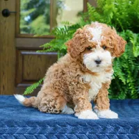Jolene, a female Cavapoo for sale in Narvon, PA – 5 of 8