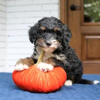 Phoebe, a female Miniature Bernedoodle for sale in Narvon, PA – 4 of 6