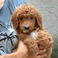 Desmond, a male Goldendoodle for sale in Narvon, PA – 3 of 5