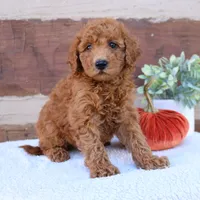 Spike, a male Miniature Goldendoodle for sale in Narvon, PA – 1 of 6