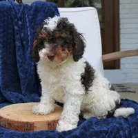 Dusty, a male Bernedoodle for sale in Narvon, PA – 2 of 5