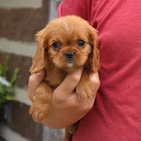 Jordan, a male Cavalier King Charles Spaniel for sale in Narvon, PA – 4 of 6