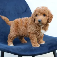 Legend, a male Miniature Goldendoodle for sale in Narvon, PA – 3 of 7