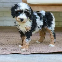 Emma, a female Bernedoodle for sale in Narvon, PA – 6 of 6