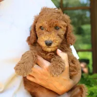 Navy, a male Goldendoodle for sale in Narvon, PA – 8 of 8