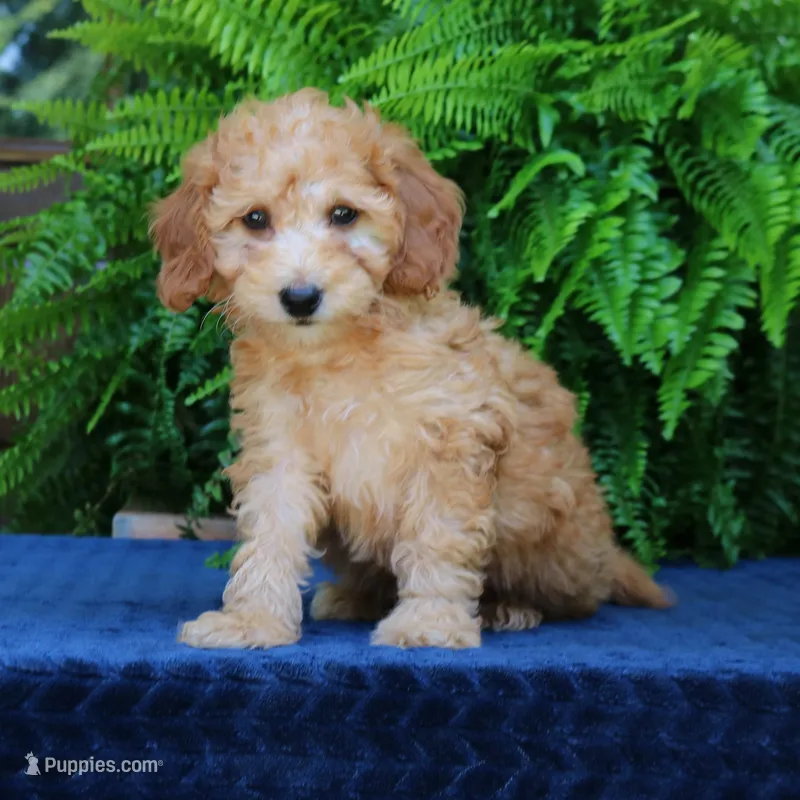 Nash – Goldendoodle puppy for sale in Narvon, PA