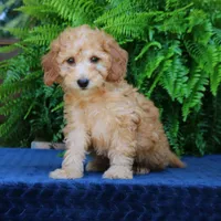 Nash, a male Goldendoodle for sale in Narvon, PA – 1 of 8