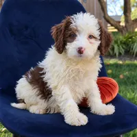 Bailey, a female Miniature Bernedoodle for sale in Narvon, PA – 1 of 4