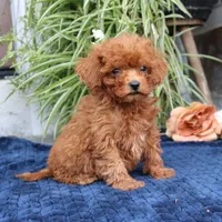 Kody, a male Cavapoo for sale in Narvon, PA – 4 of 8