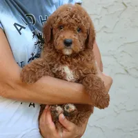 Denver, a male Goldendoodle for sale in Narvon, PA – 6 of 6