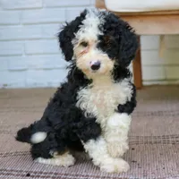 Bella, a female Bernedoodle for sale in Narvon, PA – 7 of 7