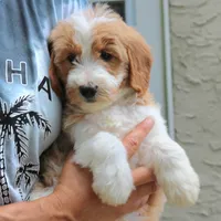 Dolly, a female Goldendoodle for sale in Narvon, PA – 7 of 9
