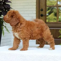 Amy, a female Miniature Goldendoodle for sale in Narvon, PA – 4 of 6