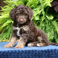 Rambo, a male Bernedoodle for sale in Narvon, PA – 2 of 8