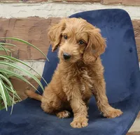 Natalie mini goldendoodle, a female Miniature Goldendoodle for sale in Narvon, PA – Photo 3 of 5