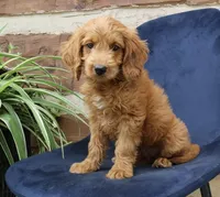 Natalie mini goldendoodle, a female Miniature Goldendoodle for sale in Narvon, PA – Photo 5 of 5