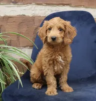 Natalie mini goldendoodle, a female Miniature Goldendoodle for sale in Narvon, PA – Photo 4 of 5