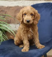 Natalie mini goldendoodle, a female Miniature Goldendoodle for sale in Narvon, PA – Photo 1 of 5
