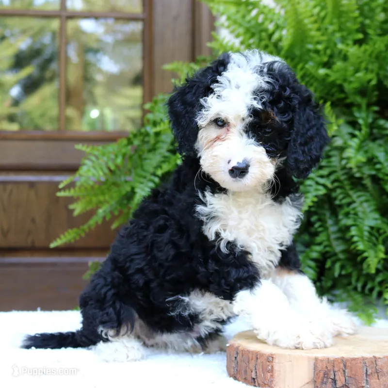 Bella – Bernedoodle puppy for sale in Narvon, PA