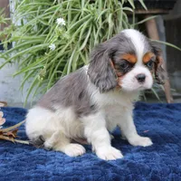 Jaxon, a male Cavalier King Charles Spaniel for sale in Narvon, PA – 2 of 7