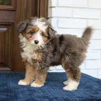 Scout, a male Miniature Bernedoodle for sale in Narvon, PA – 5 of 8