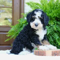 Bear, a male Bernedoodle for sale in Narvon, PA – 3 of 8