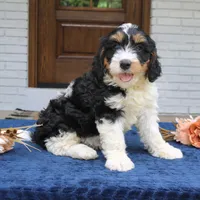 Dallas, a male Bernedoodle for sale in Narvon, PA – 4 of 5