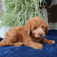 Honey, a female Goldendoodle for sale in Narvon, PA – 3 of 6