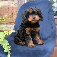 Willow, a female Cavapoo for sale in Narvon, PA – 8 of 8