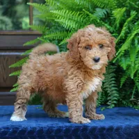 Nelly, a female Goldendoodle for sale in Narvon, PA – 8 of 9