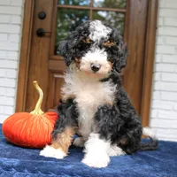 Princess, a female Miniature Bernedoodle for sale in Narvon, PA – 2 of 7