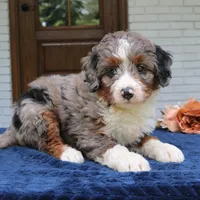 Kona, a female Bernedoodle for sale in Narvon, PA – 3 of 6