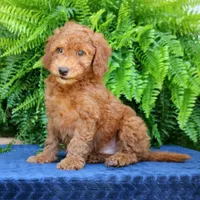 Navy, a male Goldendoodle for sale in Narvon, PA – 4 of 8