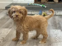 Teddy, a male Cavapoo for sale in Narvon, PA – Photo 3 of 4