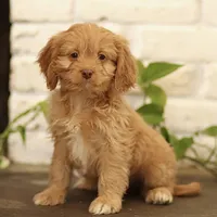 Teddy, a male Cavapoo for sale in Narvon, PA – Photo 2 of 4