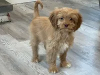 Teddy, a male Cavapoo for sale in Narvon, PA – Photo 4 of 4