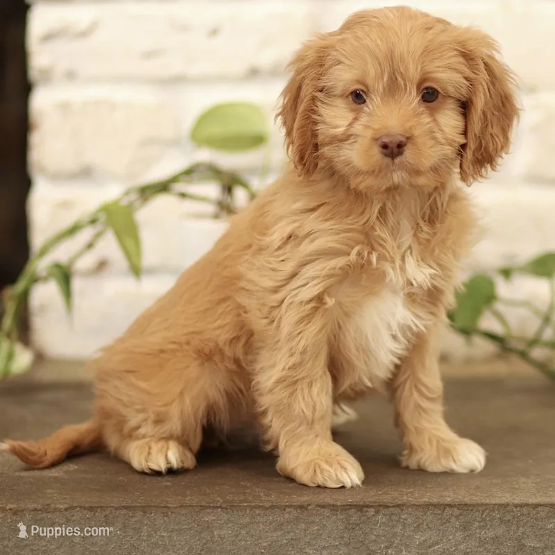 Teddy – Cavapoo puppy for sale in Narvon, PA