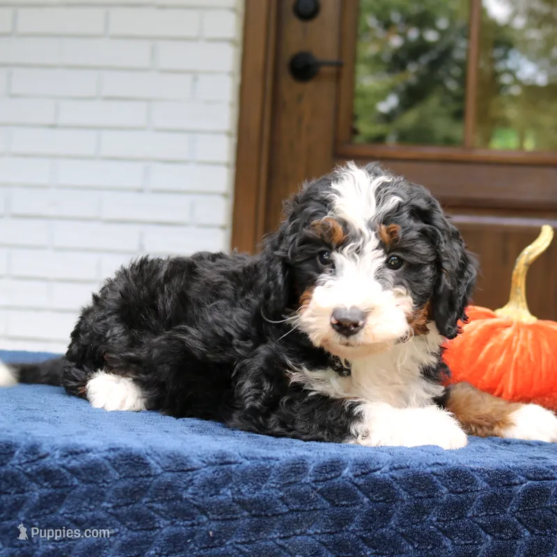 Panda – Miniature Bernedoodle puppy for sale in Narvon, PA